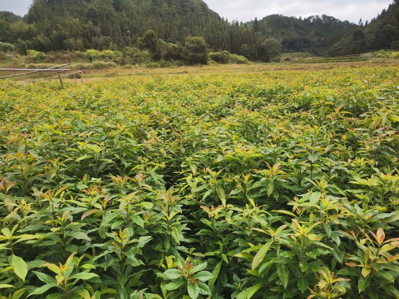 木荷绿化苗木规格大小齐全苗木基地直发价格便宜