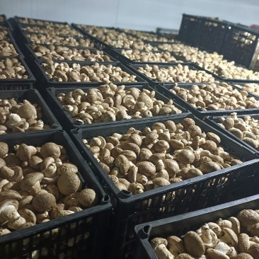 卢民808鲜香菇，4.8以上大白，