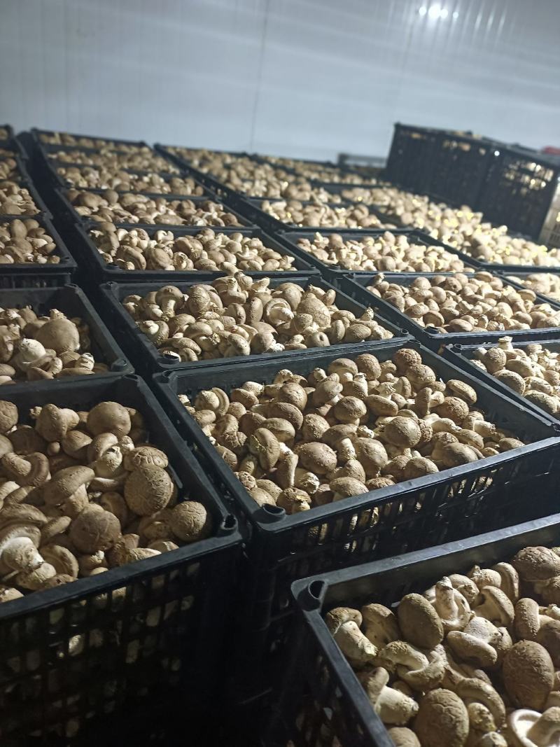 卢民808鲜香菇，4.8以上大白，