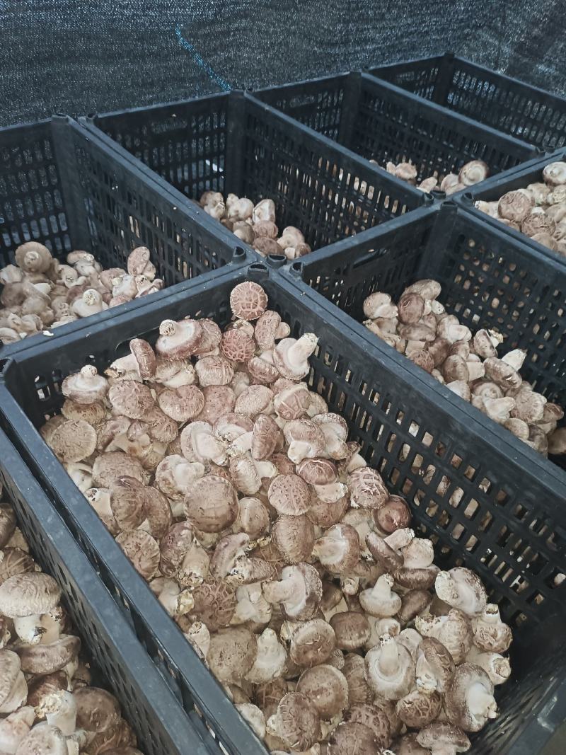 卢民808鲜香菇，4.8以上大白，