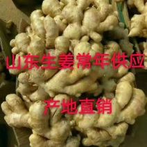 山东大黄姜小黄姜产地一手货源产地直销代收代存