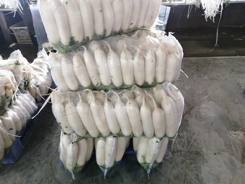 白萝卜
