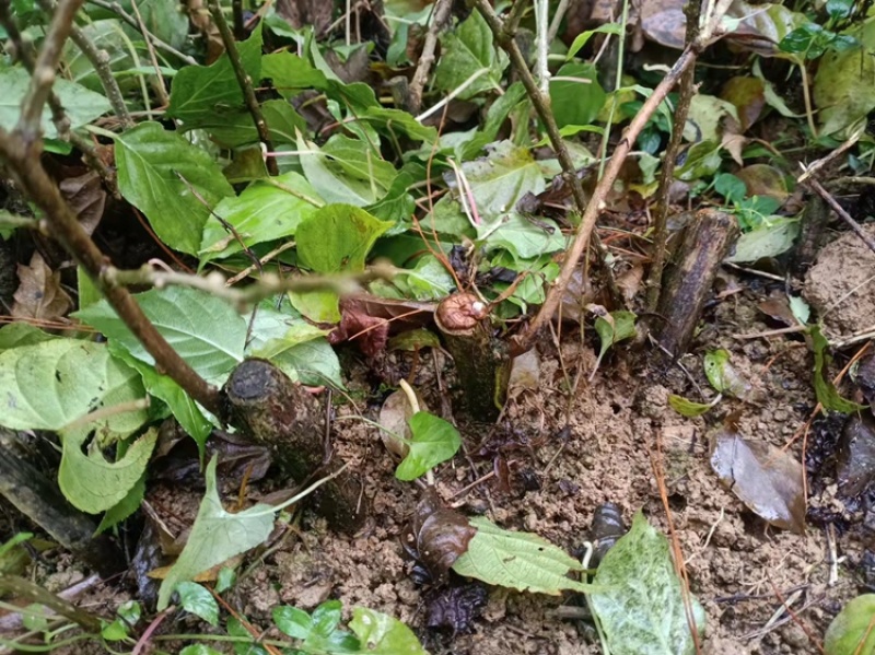 水杨桃