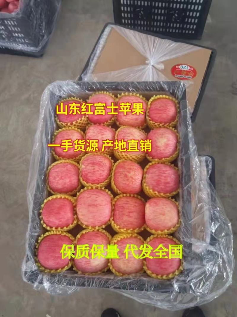 红富士苹果坏果包赔产地直发一手货源价格优惠