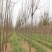 【白蜡树】大量供应1到30公分白蜡，基地直供，免费技术指导