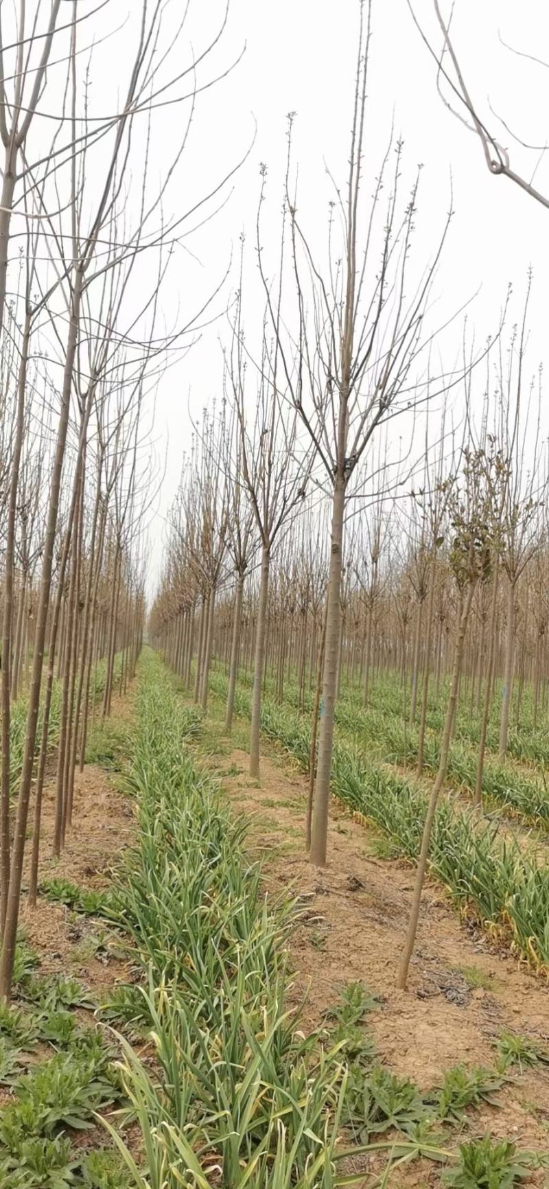 【白蜡树】大量供应1到30公分白蜡，基地直供，免费技术指导