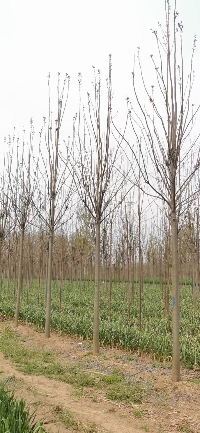 【白蜡树】大量供应1到30公分白蜡，基地直供，免费技术指导