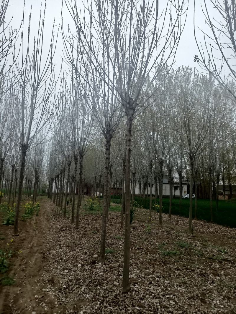 【白蜡树】大量供应1到30公分白蜡，基地直供，免费技术指导
