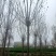 【白蜡树】大量供应1到30公分白蜡，基地直供，免费技术指导