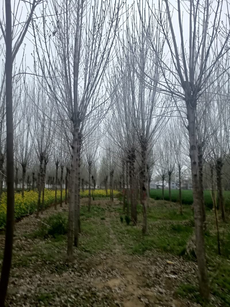 【白蜡树】大量供应1到30公分白蜡，基地直供，免费技术指导