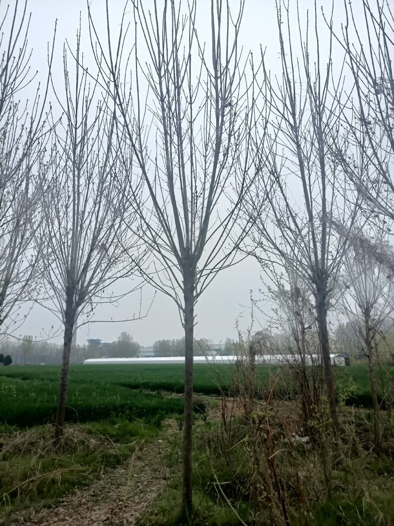 【白蜡树】大量供应1到30公分白蜡，基地直供，免费技术指导