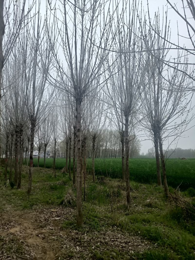 【白蜡树】大量供应1到30公分白蜡，基地直供，免费技术指导