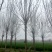 【白蜡树】大量供应1到30公分白蜡，基地直供，免费技术指导