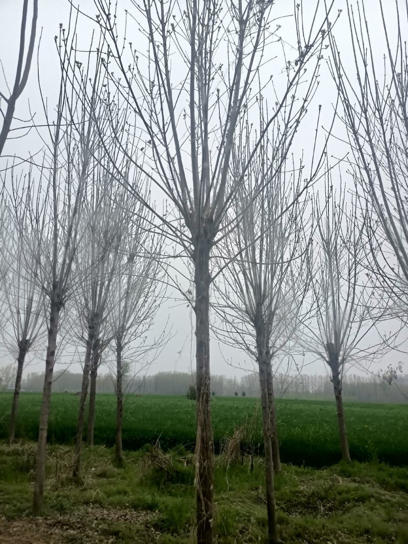 【白蜡树】大量供应1到30公分白蜡，基地直供，免费技术指导