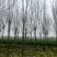 【白蜡树】大量供应1到30公分白蜡，基地直供，免费技术指导