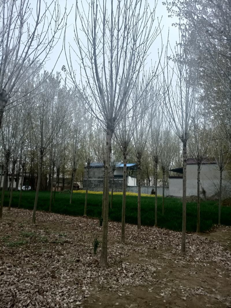 【白蜡树】大量供应1到30公分白蜡，基地直供，免费技术指导