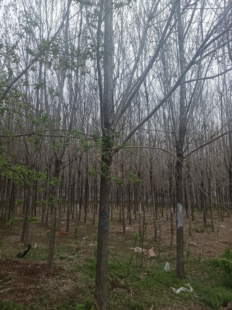 【白蜡树】大量供应1到30公分白蜡，基地直供，免费技术指导