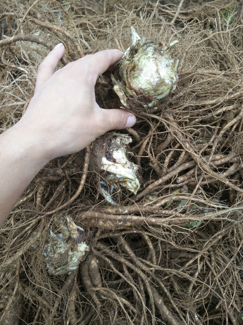 甜当归。菜当归，日本当归，高山当归。大凉山甜当归……