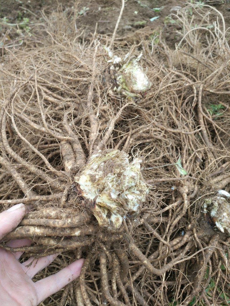 甜当归。菜当归，日本当归，高山当归。大凉山甜当归……