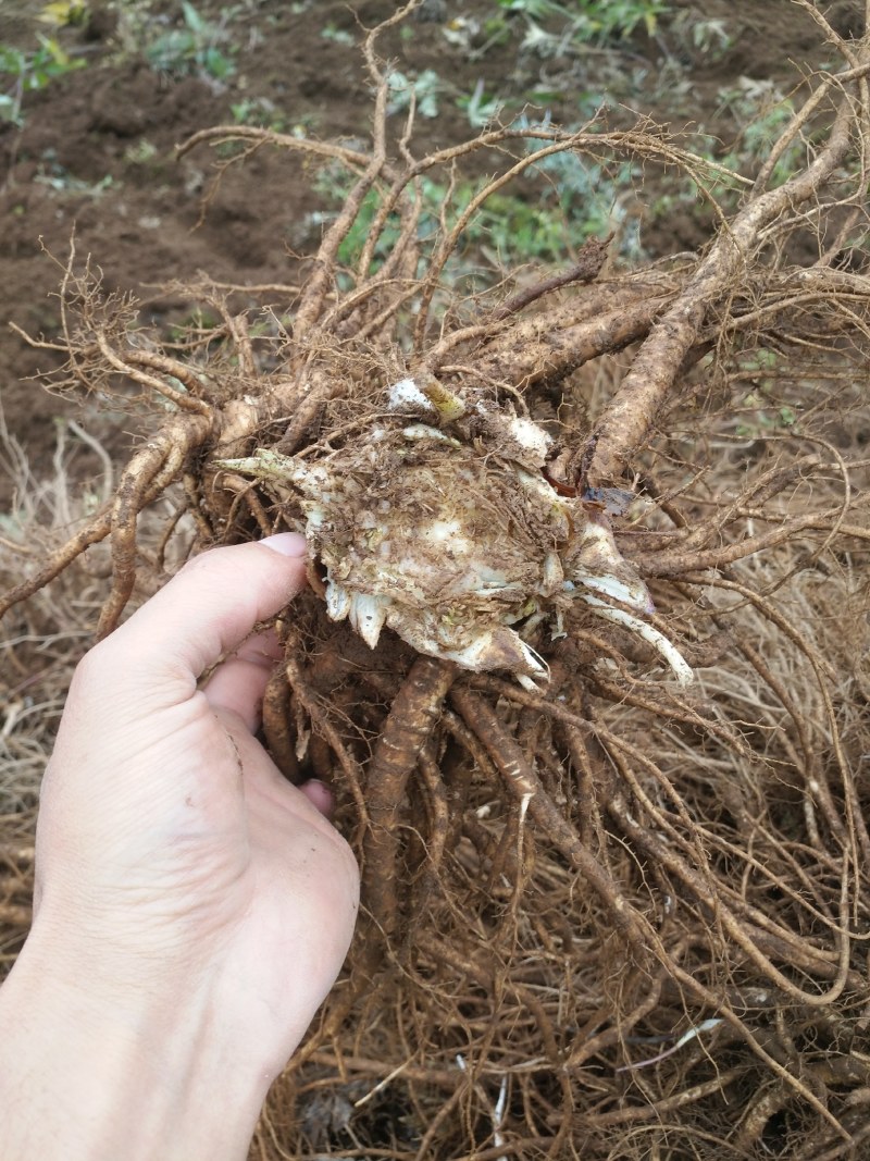 甜当归。菜当归，日本当归，高山当归。大凉山甜当归……