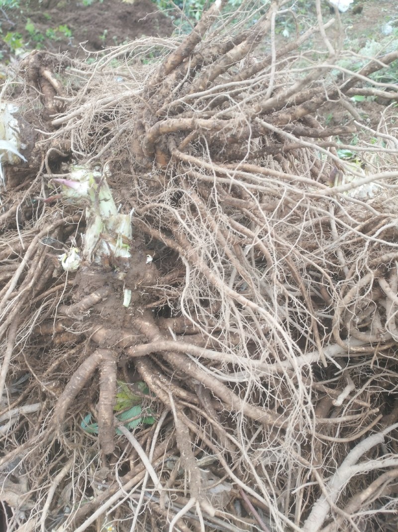 甜当归。菜当归，日本当归，高山当归。大凉山甜当归……