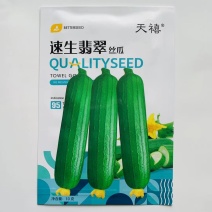 丝瓜种子速生翡翠极早熟抗病耐低温弱光肉厚香味浓