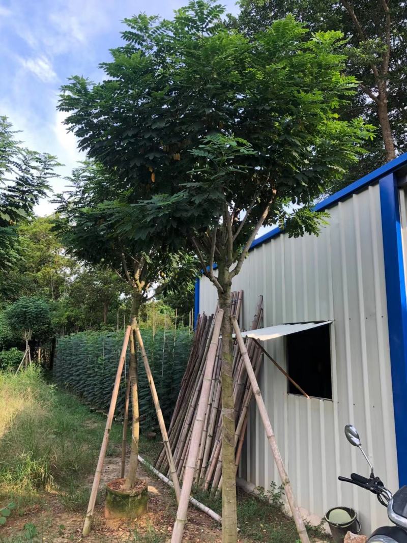 黄槐6-8分骨架苗