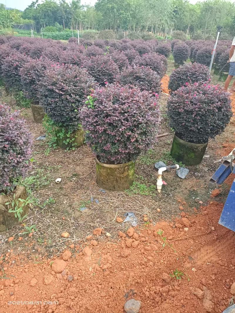 黄槐6-8分骨架苗