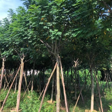 黄槐6-8分骨架苗