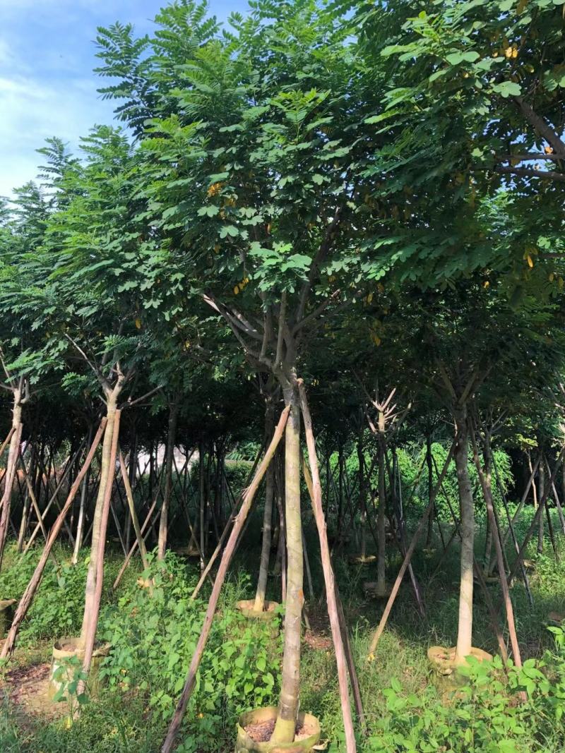 黄槐6-8分骨架苗