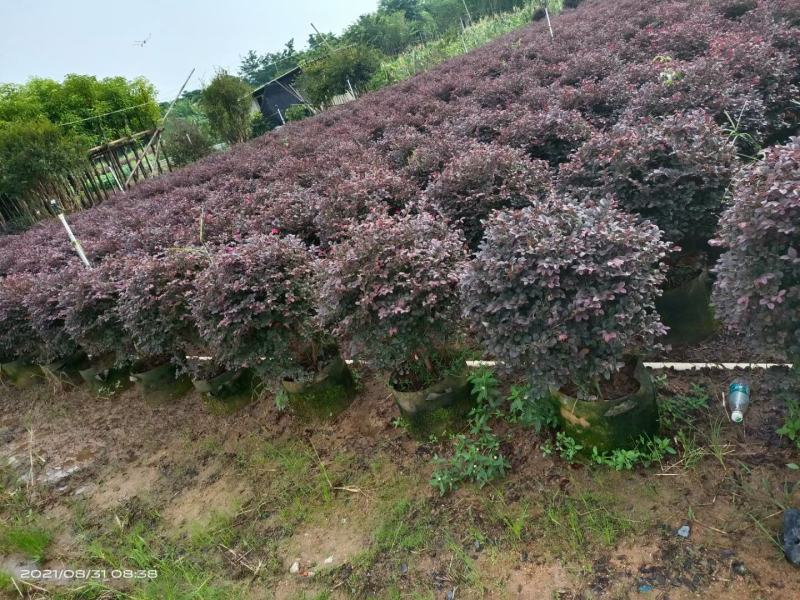黄槐6-8分骨架苗