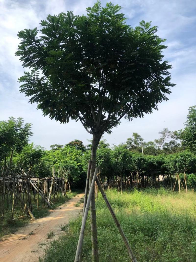 黄槐6-8分骨架苗