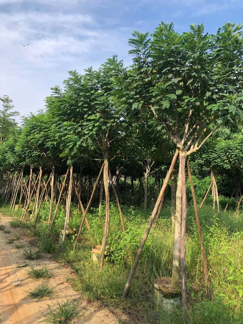 黄槐6-8分骨架苗