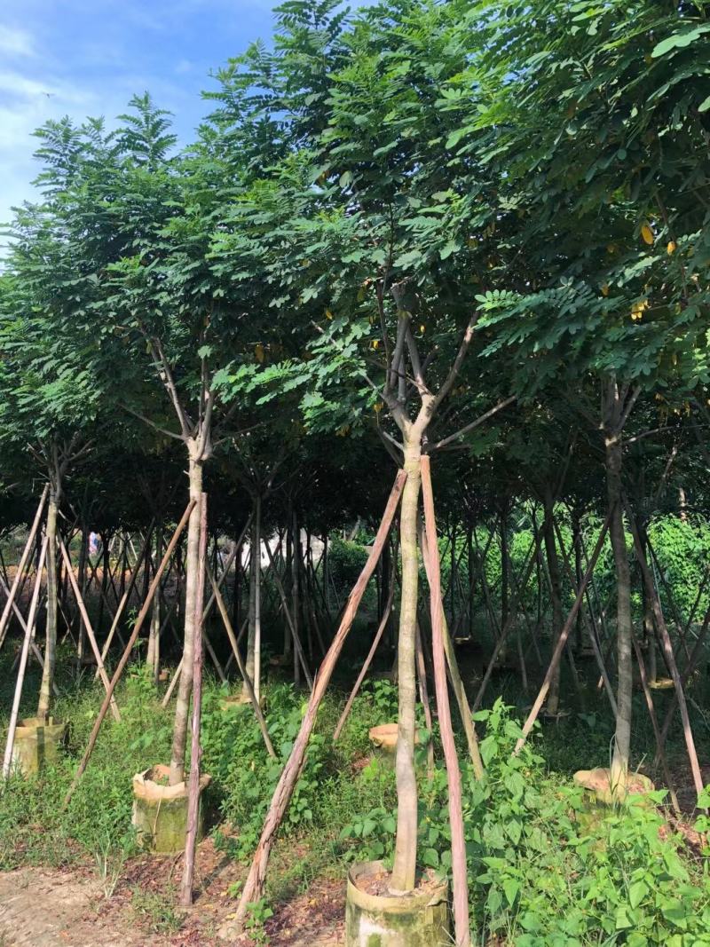 黄槐6-8分骨架苗