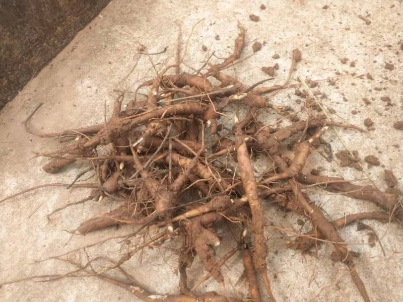 赤芍苗基地直供，成活率百分之九十五，签订单回收成品，