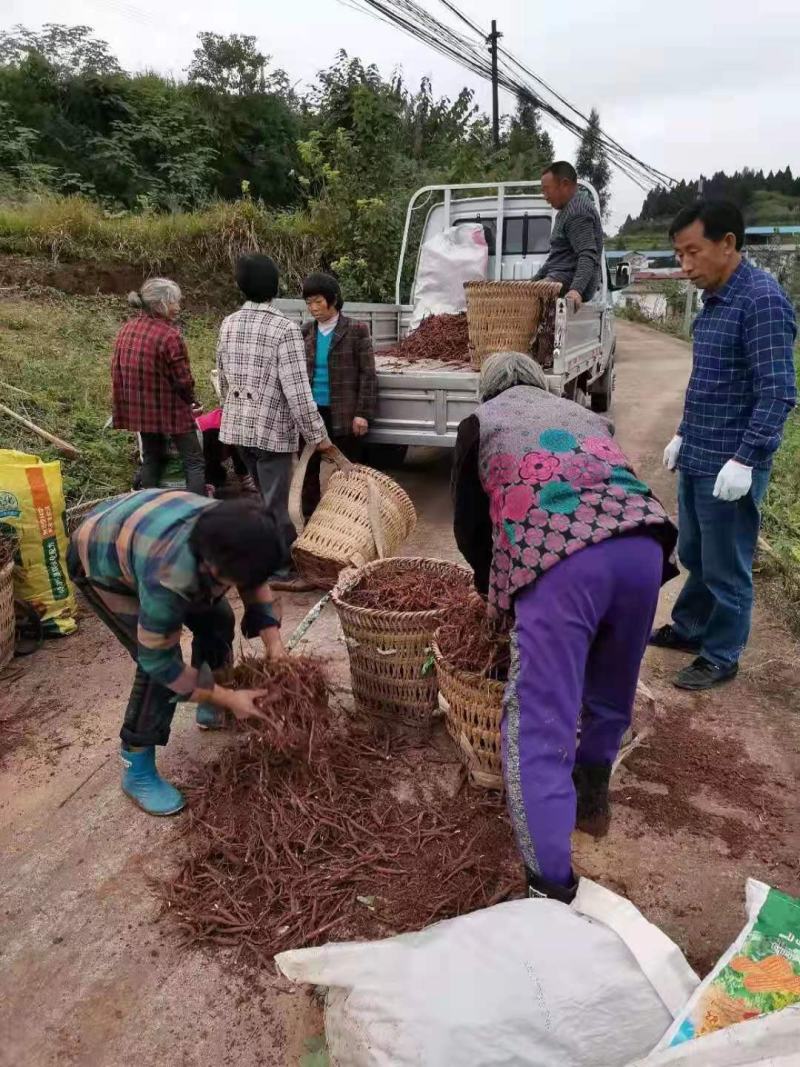 赤芍苗基地直供，成活率百分之九十五，签订单回收成品，