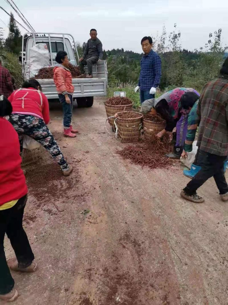 赤芍苗基地直供，成活率百分之九十五，签订单回收成品，