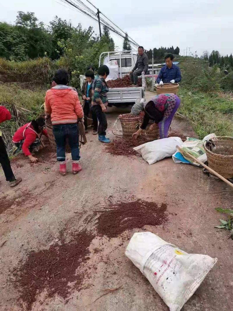 赤芍苗基地直供，成活率百分之九十五，签订单回收成品，