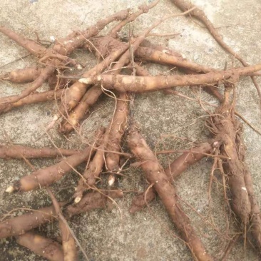 赤芍苗基地直供，成活率百分之九十五，签订单回收成品，