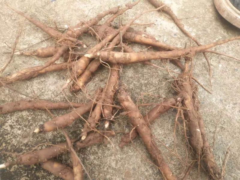 赤芍苗基地直供，成活率百分之九十五，签订单回收成品，
