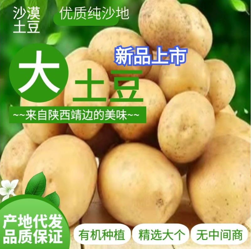 土豆小土豆纯沙地，榆林沙漠产地代发，热销中基地直供