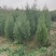 高度1.8米侧柏，冠幅70公分，侧柏成活率高