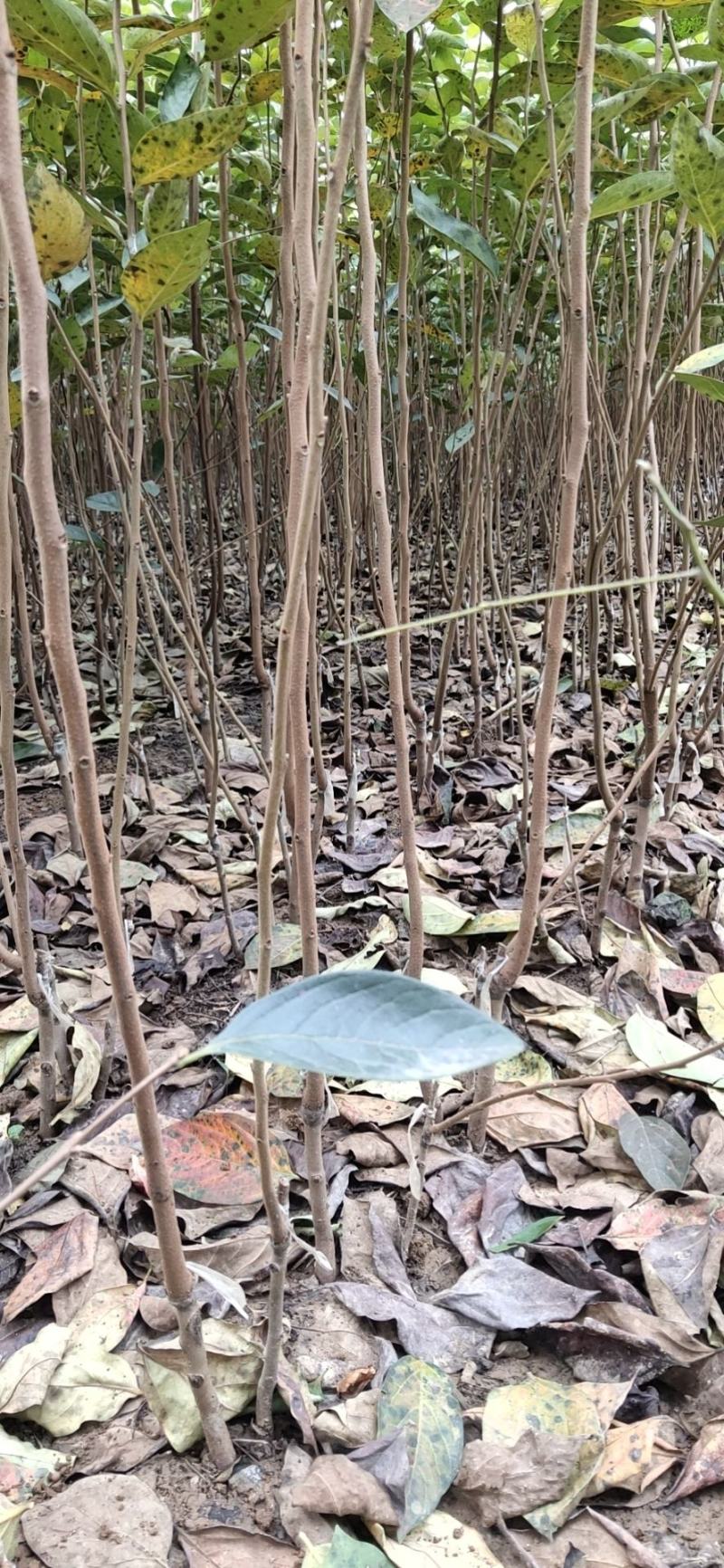 柿子树南北方种植全国发货