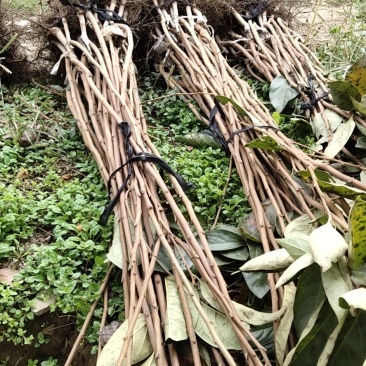 柿子树南北方种植全国发货