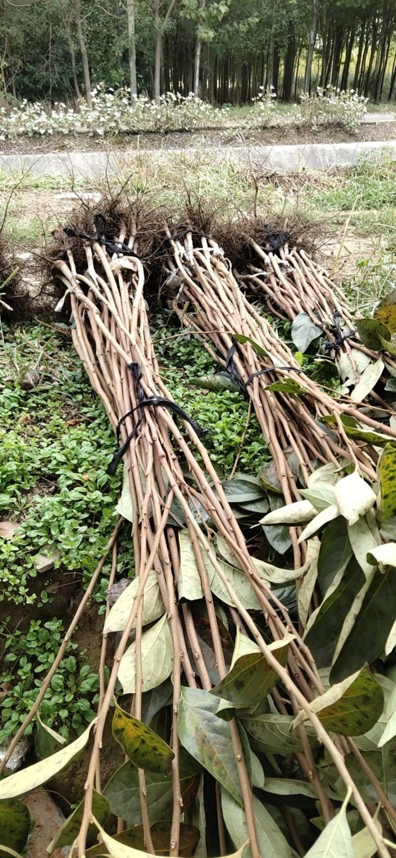 柿子树南北方种植全国发货