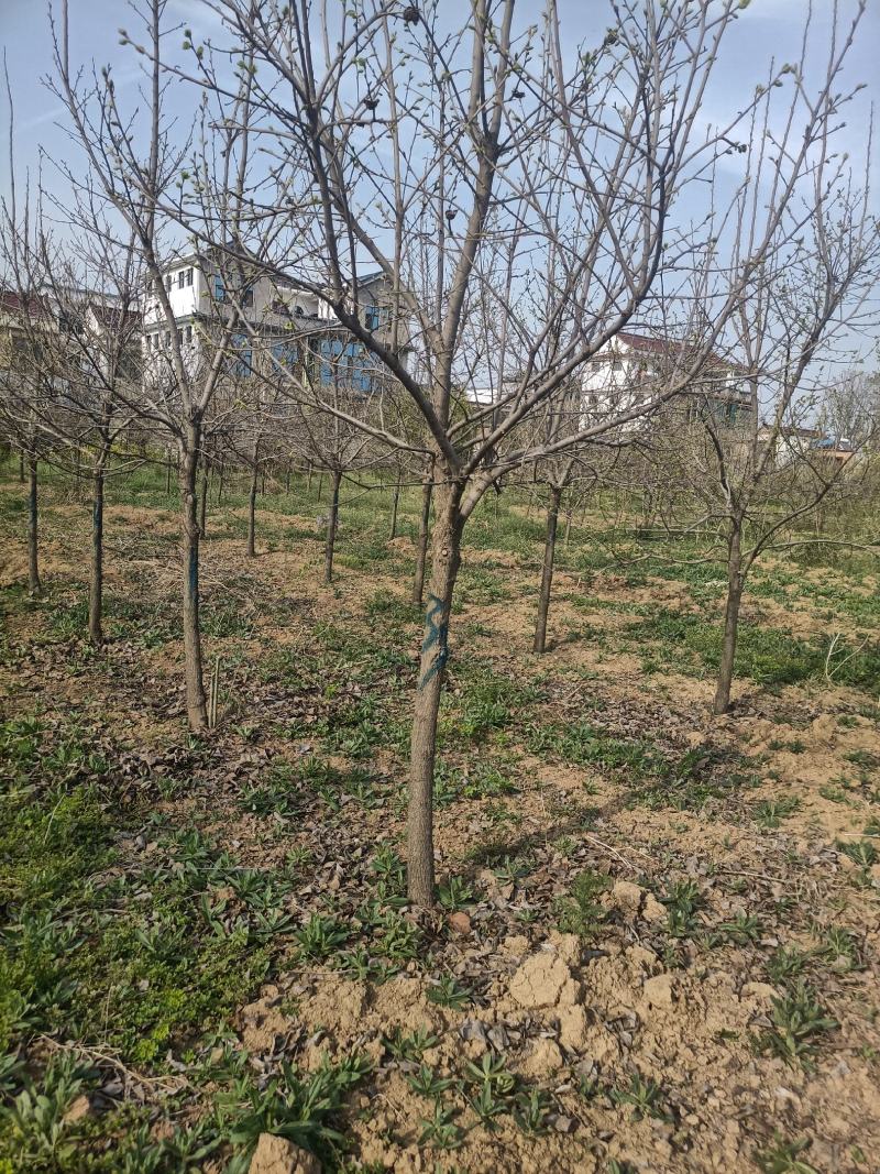 柿子树6到12公分大量供应，80到1米分枝，基地直供
