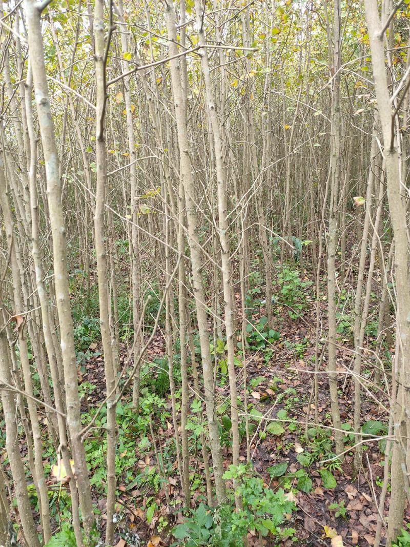 银杏苗，也叫白果苗，国树，绿化树，树形美观大气