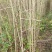 银杏苗，也叫白果苗，国树，绿化树，树形美观大气
