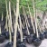 银杏苗，也叫白果苗，国树，绿化树，树形美观大气