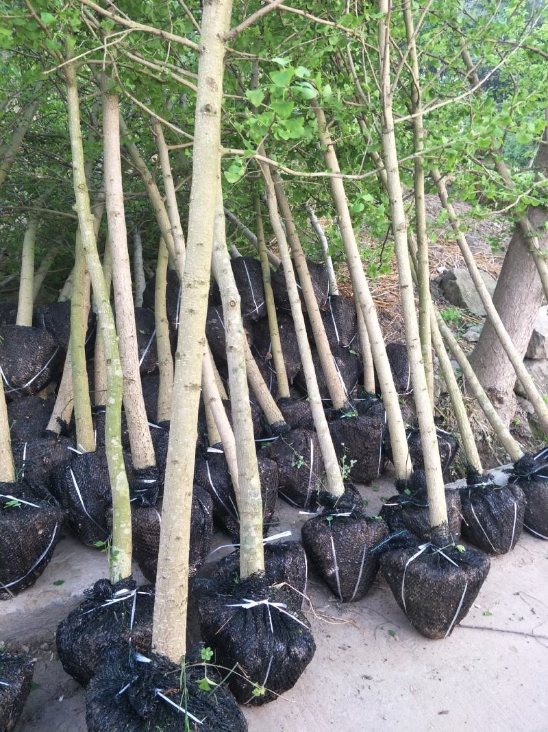 银杏苗，也叫白果苗，国树，绿化树，树形美观大气